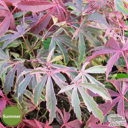 Buy Acer palmatum Shirazz (Japanese Maple) online from Jacksons Nurseries