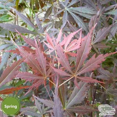 Buy Acer palmatum Suminagashi (Japanese Maple) online from Jacksons Nurseries