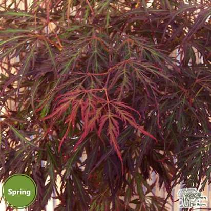 Buy Acer palmatum dissectum Crimson Princess (Japanese Maple) online from Jacksons Nurseries