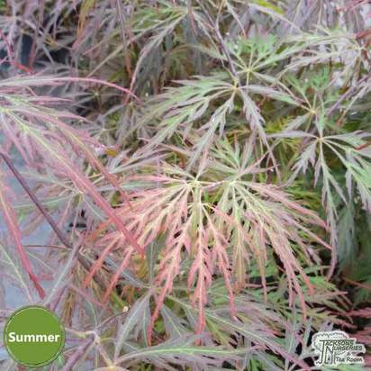 Buy Acer palmatum dissectum Tamuke yama (Japanese Maple) online from Jacksons Nurseries