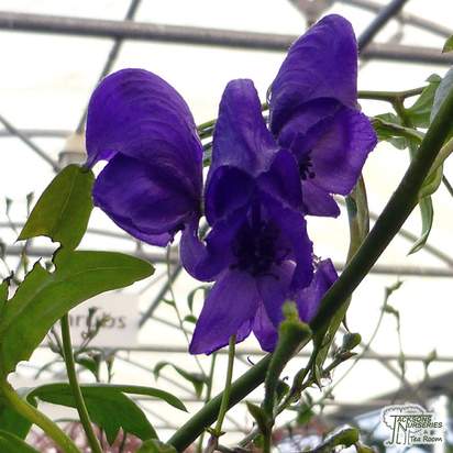 Buy Aconitum carmichaelii arendsii (Monkshood) online from Jacksons Nurseries