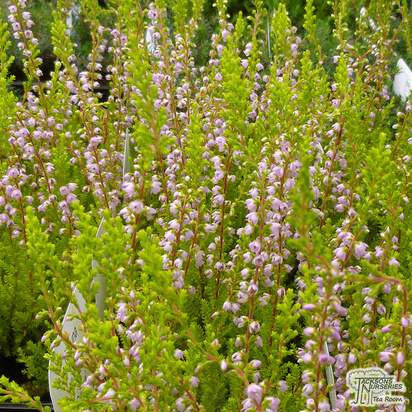 Buy Calluna vulgaris Cuprea (Scots Heather) online from Jacksons Nurseries
