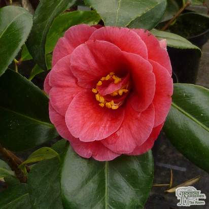 Buy Camellia japonica Adolphe Audusson (Camellia) online from Jacksons Nurseries