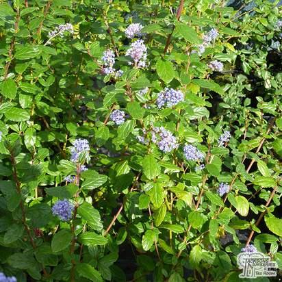 Buy Ceanothus Autumnal Blue online from Jacksons Nurseries
