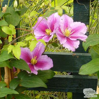Buy Clematis Nelly Moser online from Jacksons Nurseries