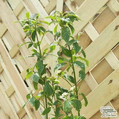 Buy Cornus sericea Flaviramea (Golden twig Dogwood) online from Jacksons Nurseries