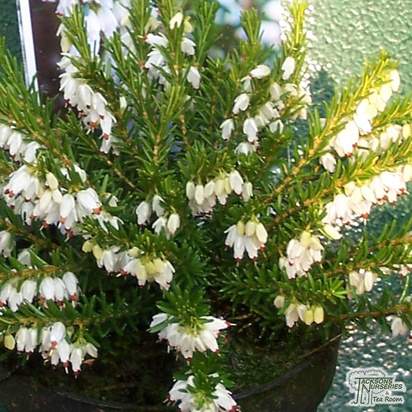 Buy Erica x darleyensis f. albiflora White Perfection (Heather) online from Jacksons Nurseries