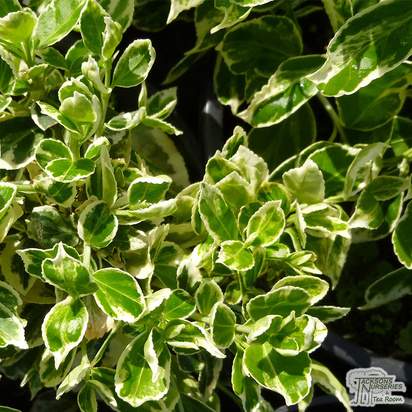 Buy Euonymus fortunei Emerald Gaiety (Evergreen Bittersweet) online from Jacksons Nurseries