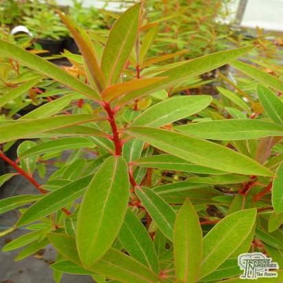 Buy Euphorbia griffithii Fireglow (Spurge) online from Jacksons Nurseries