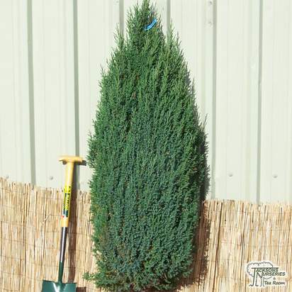 Buy Juniperus communis Hibernica online from Jacksons Nurseries