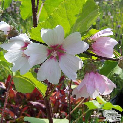 Buy Lavatera x clementii Barnsley (Mallow) online from Jacksons Nurseries