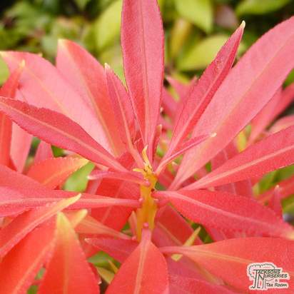 Buy Pieris Forest Flame (Lily-of-the-Valley Shrub) online from Jacksons Nurseries