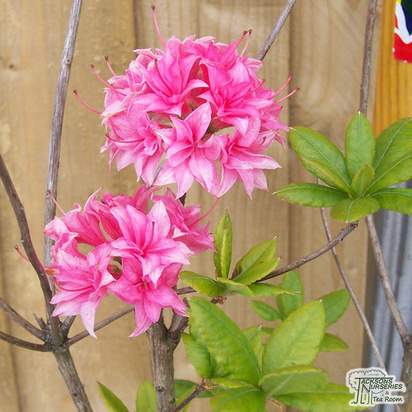 Buy Rhododendron Homebush (Deciduous Hybrid Azalea) online from Jacksons Nurseries