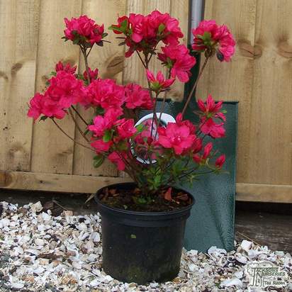 Buy Rhododendron Mother's day (Evergreen Dwarf Japanese Azalea) online from Jacksons Nurseries