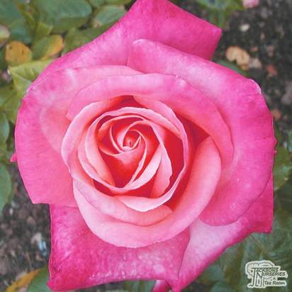 Buy Rosa Lincoln Cathedral (Hybrid Tea Rose) online from Jacksons Nurseries