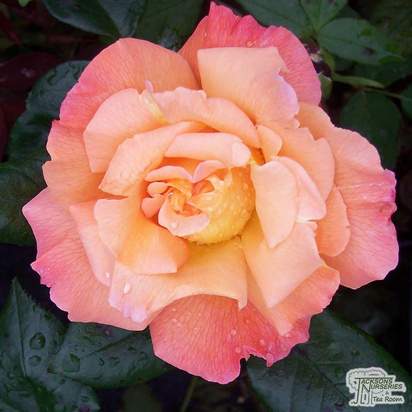 Buy Rosa Rosemary Harkness (Hybrid Tea Rose) online from Jacksons Nurseries