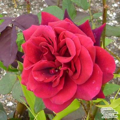 Buy Rosa Deep Secret (Hybrid Tea Rose) online from Jacksons Nurseries