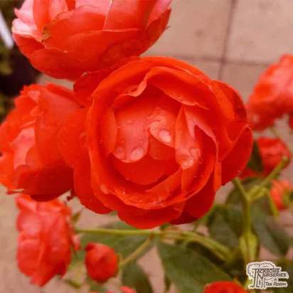 Buy Rosa Mother's Day (Miniature Rose) online from Jacksons Nurseries