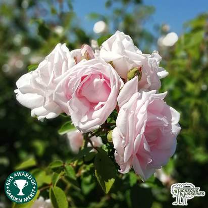 Buy Rosa New Dawn online from Jacksons Nurseries