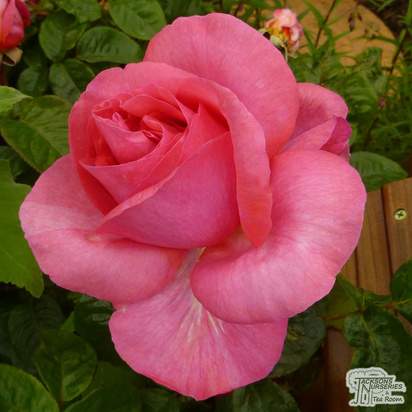 Buy Rosa Special Anniversary (Hybrid Tea Rose) online from Jacksons Nurseries