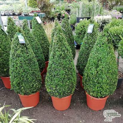 Buy Buxus sempervirens Cone (Common Box) online from Jacksons Nurseries