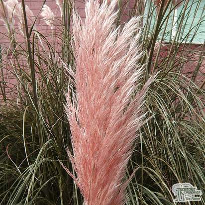 Buy Cortaderia selloana Rosea (Pink Pampas Grass) online from Jacksons Nurseries