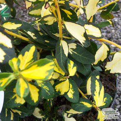 Buy Euonymus fortunei Blondy 'Interbolwi'(Evergreen Bittersweet) online from Jacksons Nurseries