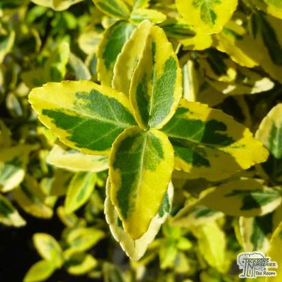 Buy Euonymus fortunei Emerald 'n' Gold (Evergreen Bittersweet) online from Jacksons Nurseries