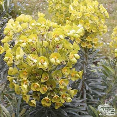 Buy Euphorbia characias subsp. wulfenii (Spurge) online from Jacksons Nurseries