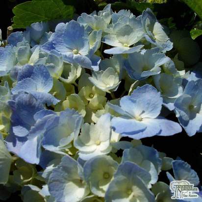 Buy Hydrangea macrophylla Mariesii Perfecta (Hydrangea Lacecap) online from Jacksons Nurseries