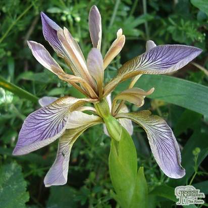 Buy Iris foetidissima (Stinking Gladwyn) online from Jacksons Nurseries