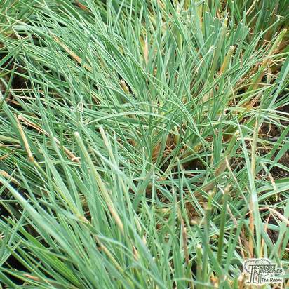 Buy Koeleria glauca (Blue Hair Grass) online from Jacksons Nurseries