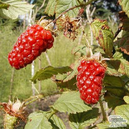 Buy Loganberry - Rubus x loganobaccus 'Ly654 Thornless' online from Jacksons Nurseries