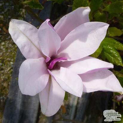 Buy Magnolia Susan (Magnolia) online from Jacksons Nurseries