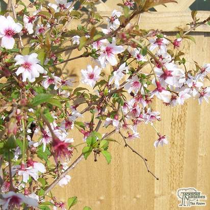 Buy Prunus incisa Mikinori (Japanese Cherry) online from Jacksons Nurseries