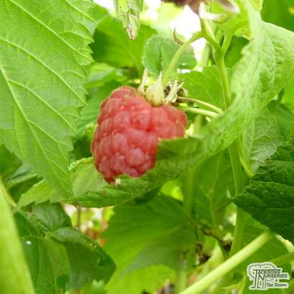 Buy Raspberry - Rubus idaeus 'Malling Jewel' online from Jacksons Nurseries