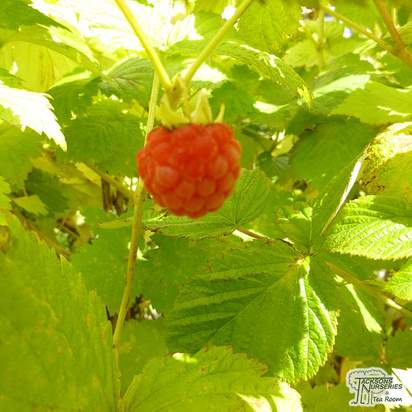 Buy Raspberry - Rubus idaeus 'Malling Promise' online from Jacksons Nurseries