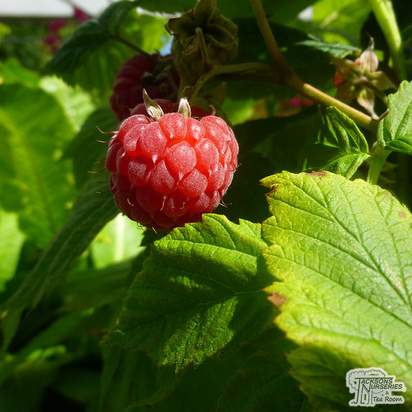 Buy Raspberry - Rubus idaeus 'Glen Lyon' online from Jacksons Nurseries