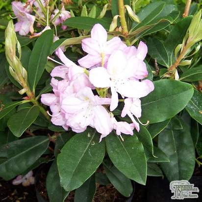 Buy Rhododendron Gomer Waterer online from Jacksons Nurseries