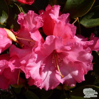 Buy Rhododendron Linda online from Jacksons Nurseries