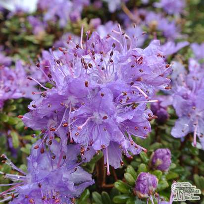 Buy Rhododendron impeditum Select (Dwarf Rhododendron) online from Jacksons Nurseries