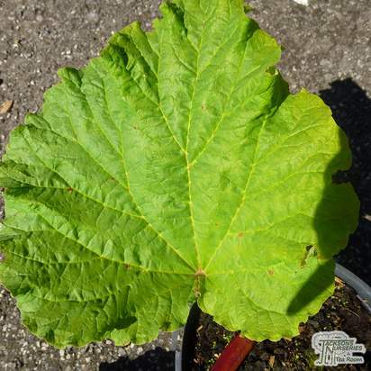 Buy Rhubarb - Rheum x hybridum 'Victoria' online from Jacksons Nurseries