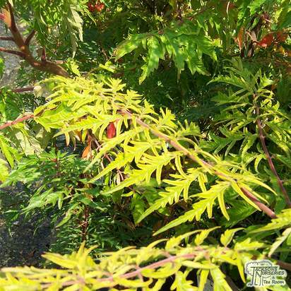 Buy Rhus typhina Dissecta (Cut Leaf Stag's Horn Sumach) online from Jacksons Nurseries