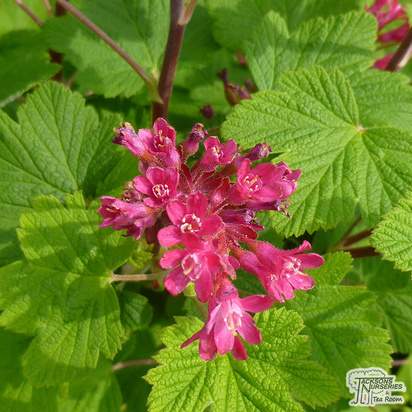 Buy Ribes sanguineum Pulborough Scarlet (Flowering Currant) online from Jacksons Nurseries