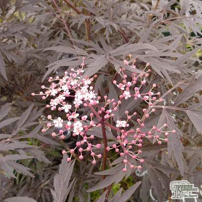 Buy Sambucus nigra f. porphyrophylla 'Eva' (syn. Black Lace) online from Jacksons Nurseries