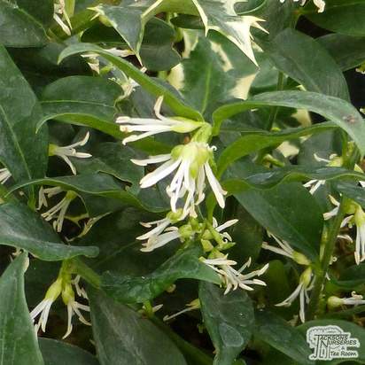 Buy Sarcococca confusa (Sweet Box) online from Jacksons Nurseries
