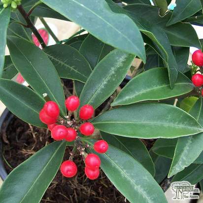 Buy Skimmia japonica subsp reevesiana (Japanese Skimmia (Self fertile)) online from Jacksons Nurseries