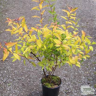 Buy Spiraea japonica Goldflame (Hardhack) online from Jacksons Nurseries