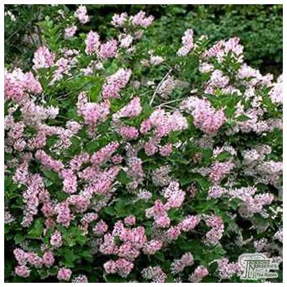 Buy Syringa pubescens subsp. patula 'Miss Kim' (Miss Kim Lilac) online from Jacksons Nurseries