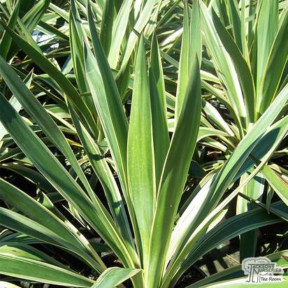 Buy Yucca filamentosa (Adam's Needle) online from Jacksons Nurseries